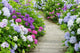 hydrangea Wall Mural