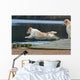 spectacular dive golden retriever Wall Mural