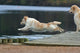 spectacular dive golden retriever Wall Mural
