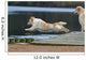 spectacular dive golden retriever Wall Mural