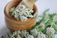 Pharmacies coupon Common yarrow (Achillea millefolium) Wall Mural