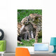 Boy Cheetahs Tiergarten
