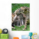 Boy Cheetahs Tiergarten