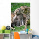 Boy Cheetahs Tiergarten