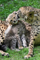 Boy Cheetahs Tiergarten
