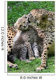 Boy Cheetahs Tiergarten