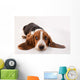Basset Hound Puppy Wall Decal