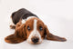 Basset Hound Puppy Wall Decal