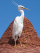 Egret Beach Umbrella Wall Mural