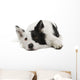 Border Collie Wall Decal Design 2