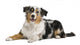Australian Shepherd Wall Decal