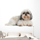 Shih Tzu 8 Years Wall Decal