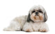 Shih Tzu 8 Years Wall Decal