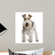 Fox Terrier 4 Yeas