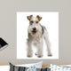 Fox Terrier 4 Yeas