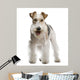 Fox Terrier 4 Yeas