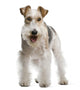 Fox Terrier 4 Yeas