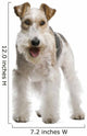 Fox Terrier 4 Yeas