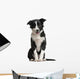 Border Collie Puppy 4 Months Old Wall Decal