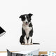 Border Collie Puppy 4 Months Old Wall Decal