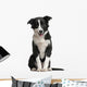 Border Collie Puppy 4 Months Old Wall Decal
