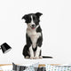 Border Collie Puppy 4 Months Old Wall Decal
