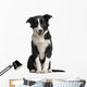 Border Collie Puppy 4 Months Old Wall Decal