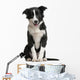 Border Collie Puppy 4 Months Old Wall Decal