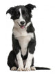 Border Collie Puppy 4 Months Old Wall Decal
