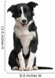 Border Collie Puppy 4 Months Old Wall Decal