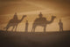 Shadow of camels with riders on the sand;India Wall Mural