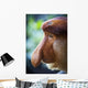 Proboscis monkey ;Borneo Wall Mural