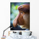 Proboscis monkey ;Borneo Wall Mural