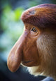 Proboscis monkey ;Borneo Wall Mural