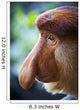 Proboscis monkey ;Borneo Wall Mural