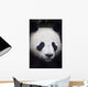 Portrait of panda ;China Wall Mural