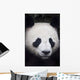 Portrait of panda ;China Wall Mural