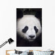 Portrait of panda ;China Wall Mural
