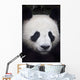 Portrait of panda ;China Wall Mural