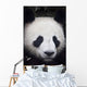 Portrait of panda ;China Wall Mural