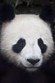 Portrait of panda ;China Wall Mural