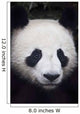 Portrait of panda ;China Wall Mural