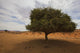 Tree In Desert Wall Mural