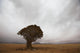 Lonely Quiver Tree In Cloudy Desert Wall Mural