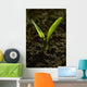 Agriculture - Closeup of a grain corn seedling Wall Mural
