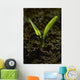 Agriculture - Closeup of a grain corn seedling Wall Mural