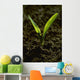 Agriculture - Closeup of a grain corn seedling Wall Mural