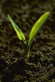 Agriculture - Closeup of a grain corn seedling Wall Mural