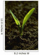 Agriculture - Closeup of a grain corn seedling Wall Mural