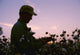 Farmer Inspects His Mature Wall Decal
